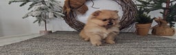 Pomeranian dogs for sale: Blondie - Ad 3