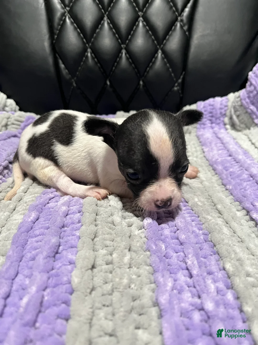 Chihuahua dogs for sale: Chihuahua 2 - Ad 1