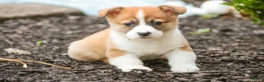 Cap'n Crunch Welsh Corgi Pembroke 