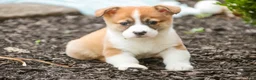 Welsh Corgi Pembroke dogs for sale: Cap'n Crunch Welsh Corgi Pembroke  - Ad 1