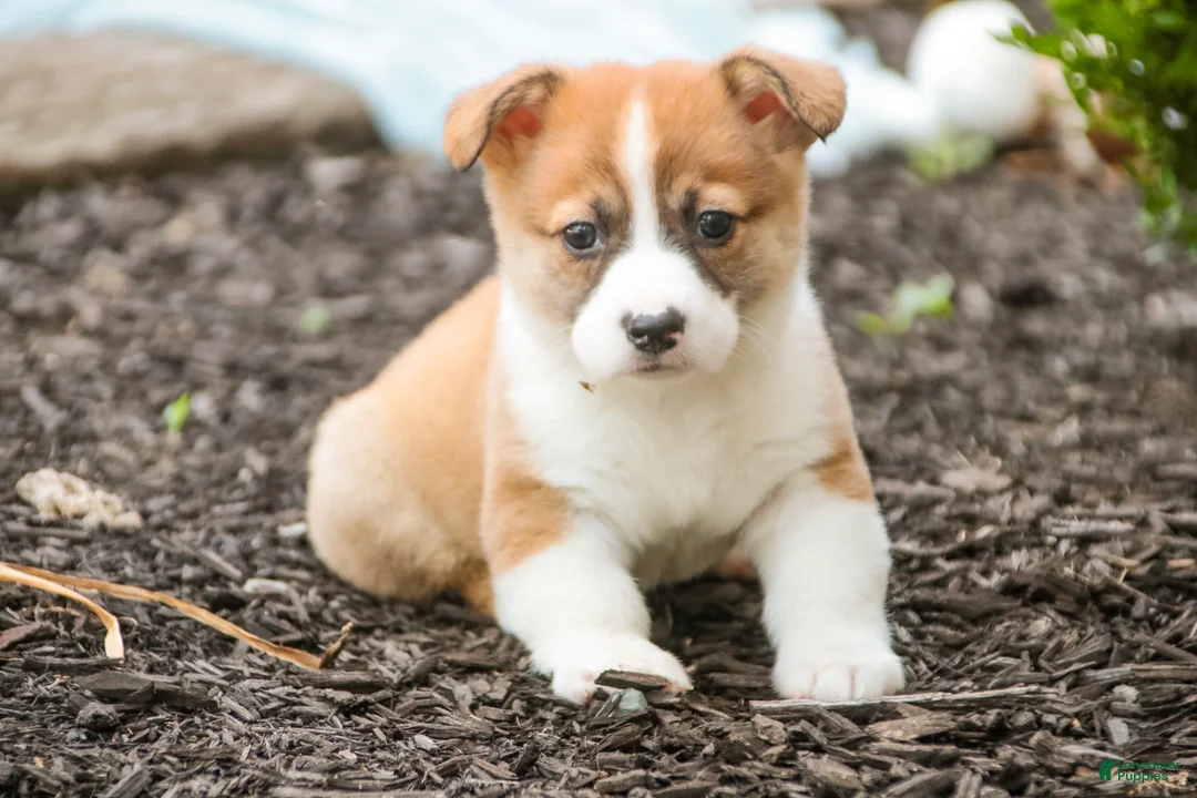 Welsh Corgi Pembroke dogs for sale: Cap'n Crunch Welsh Corgi Pembroke  - Ad 1