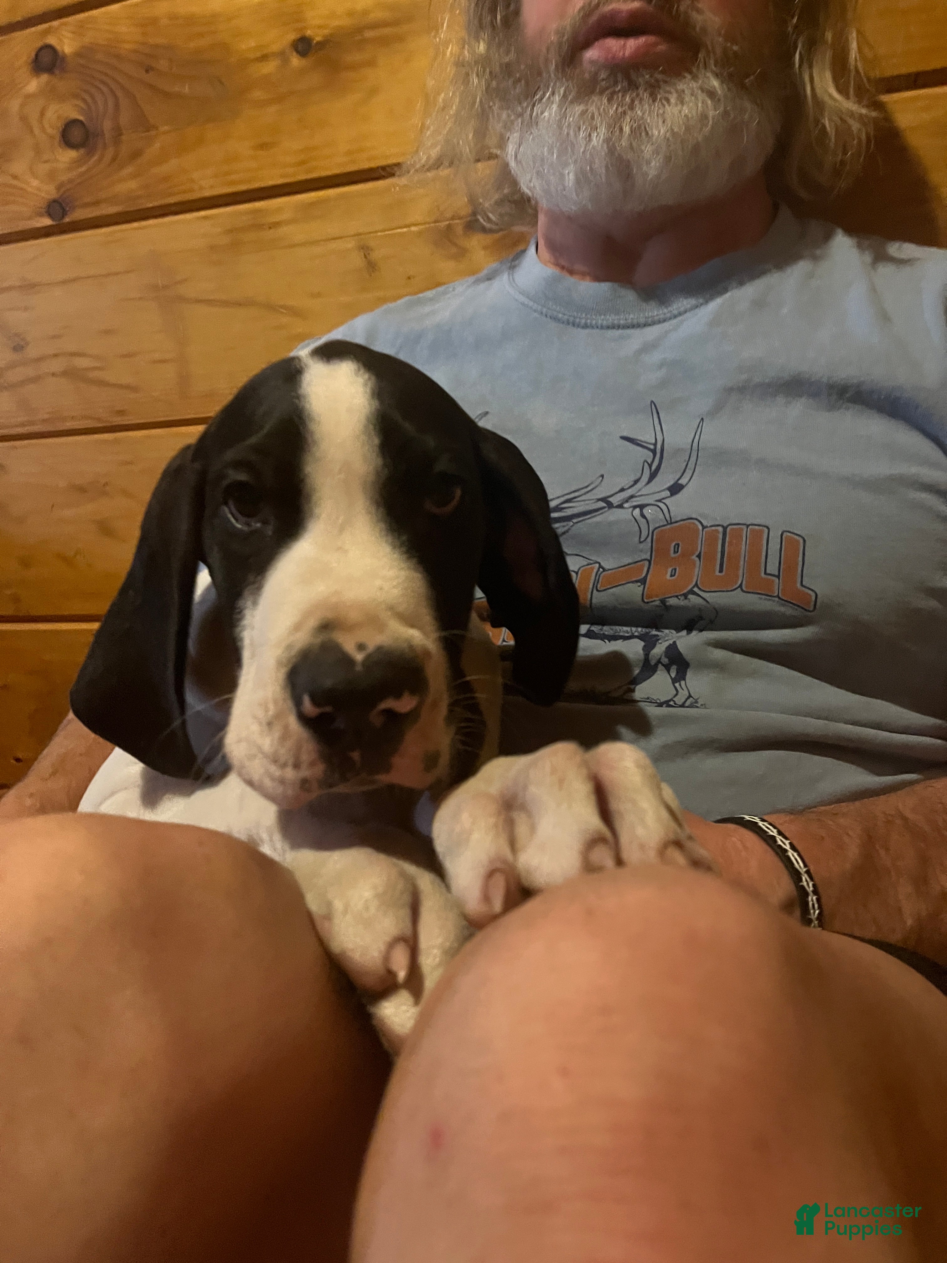 Great Dane dogs Mantle - Ad 1