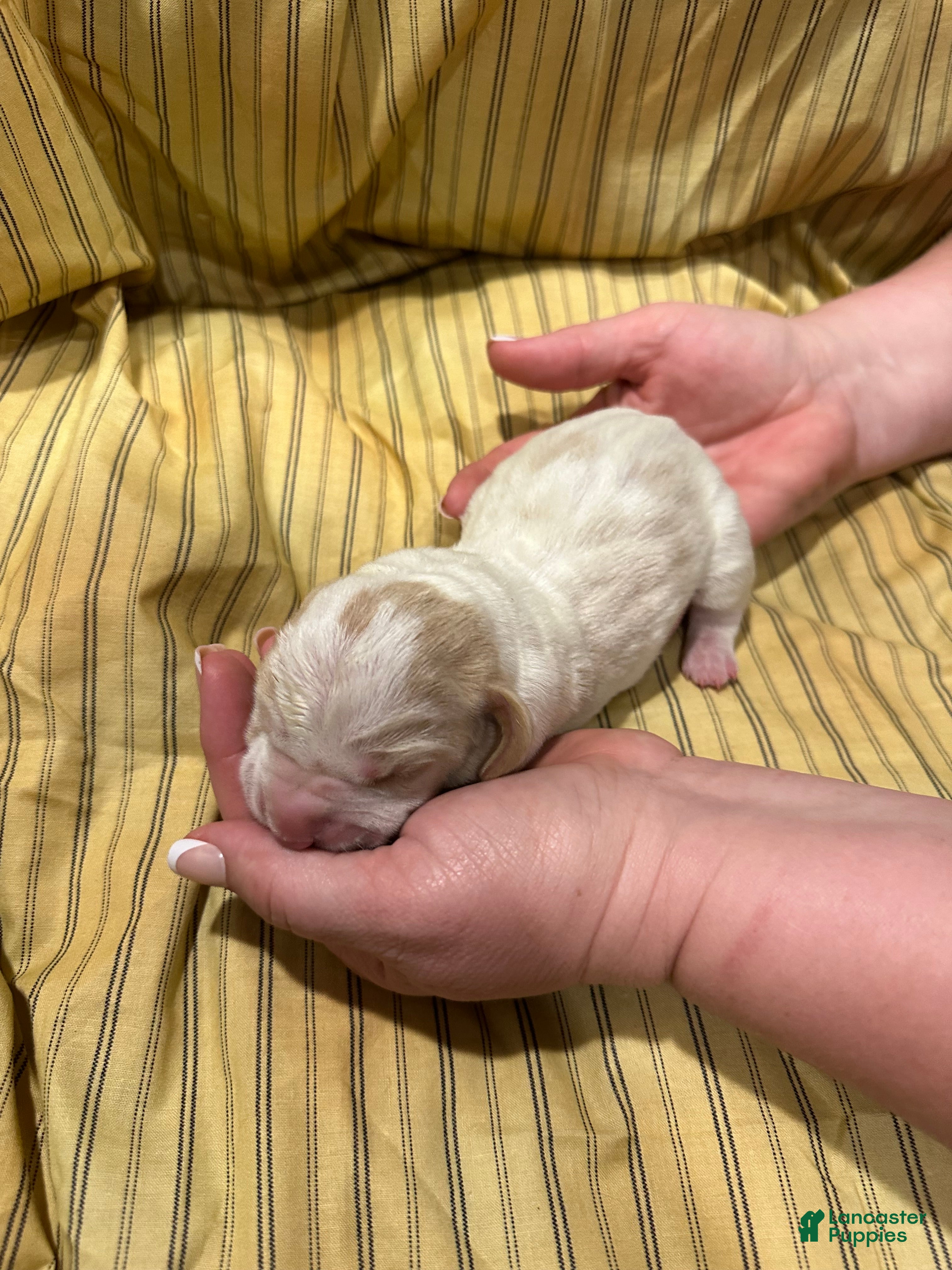 Basset Hound dogs Boy 5 - Ad 3