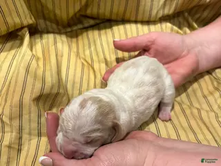 Basset Hound dogs Boy 5 - Ad 3