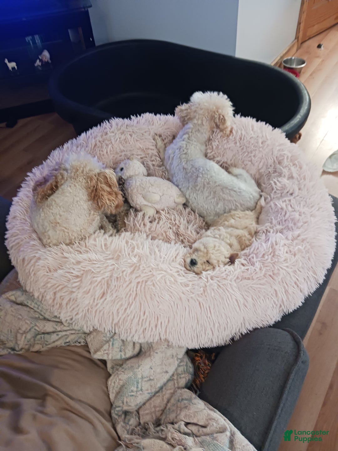 Toy Poodle dogs for sale: Charlie - Ad 7