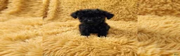 Toy Poodle dogs for sale: Digby - Ad 1