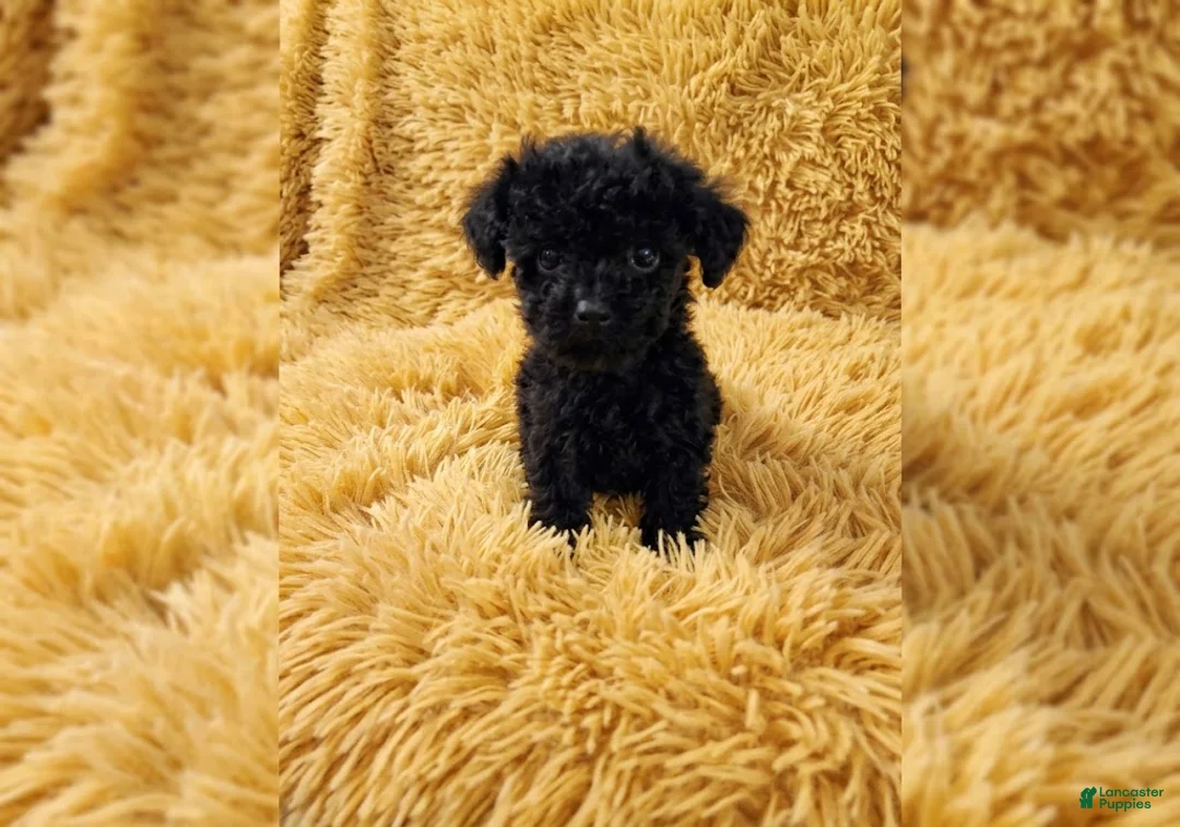 Toy Poodle dogs for sale: Digby - Ad 1