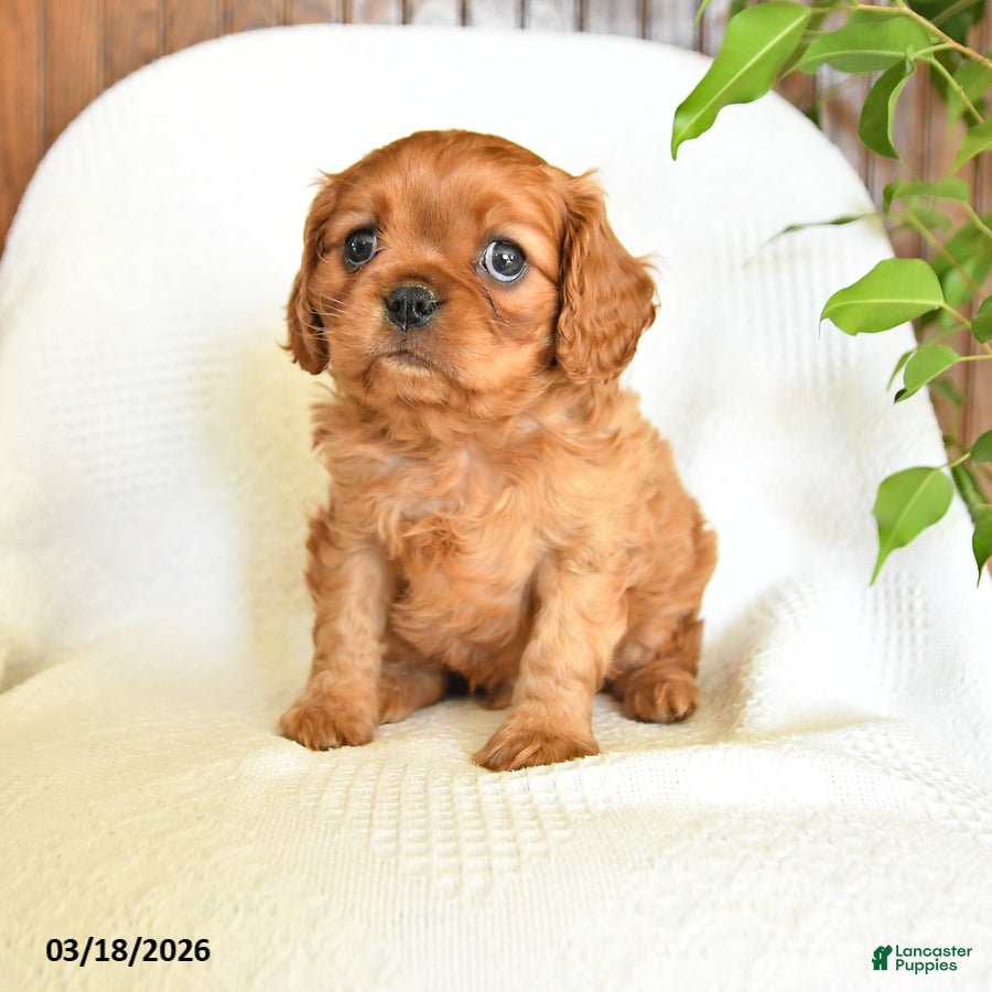 Cavalier King Charles Spaniel dogs Cooper - Ad 1