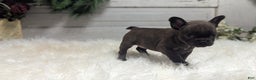 French Bulldog dogs for sale: Molly - Ad 2