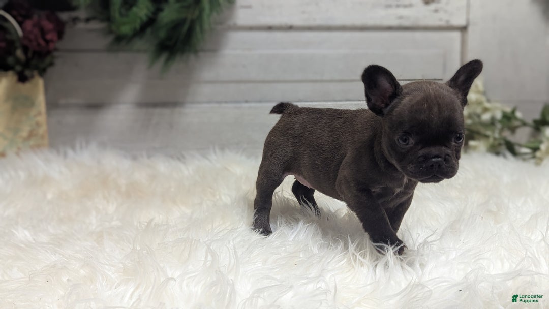 French Bulldog dogs for sale: Molly - Ad 2