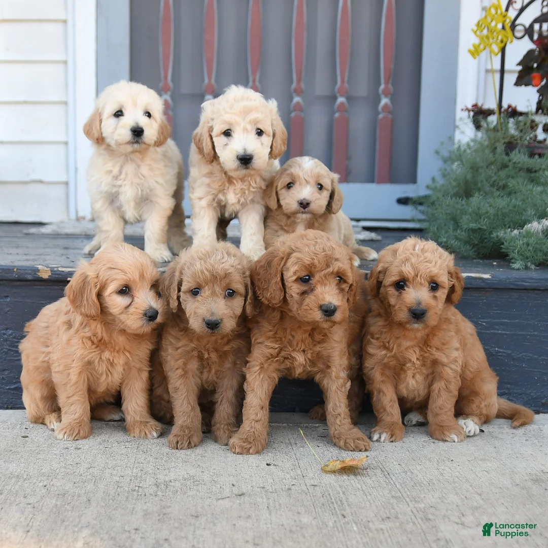 Mini Goldendoodle dogs for sale: Roxie - Ad 5