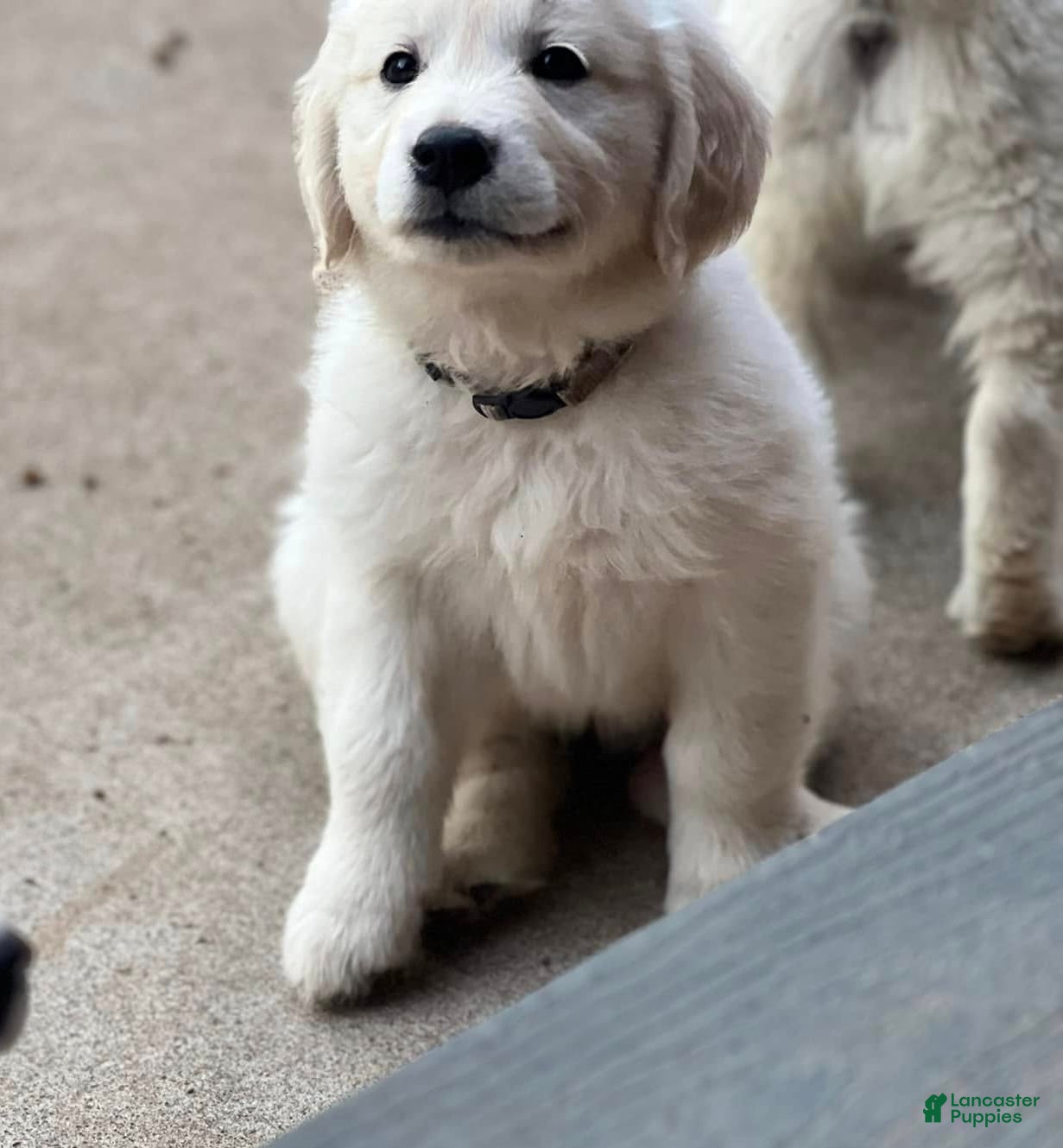Golden Retriever dogs Boy 3 - Ad 6