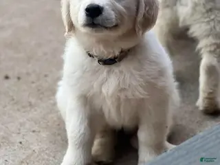Golden Retriever dogs Boy 3 - Ad 6