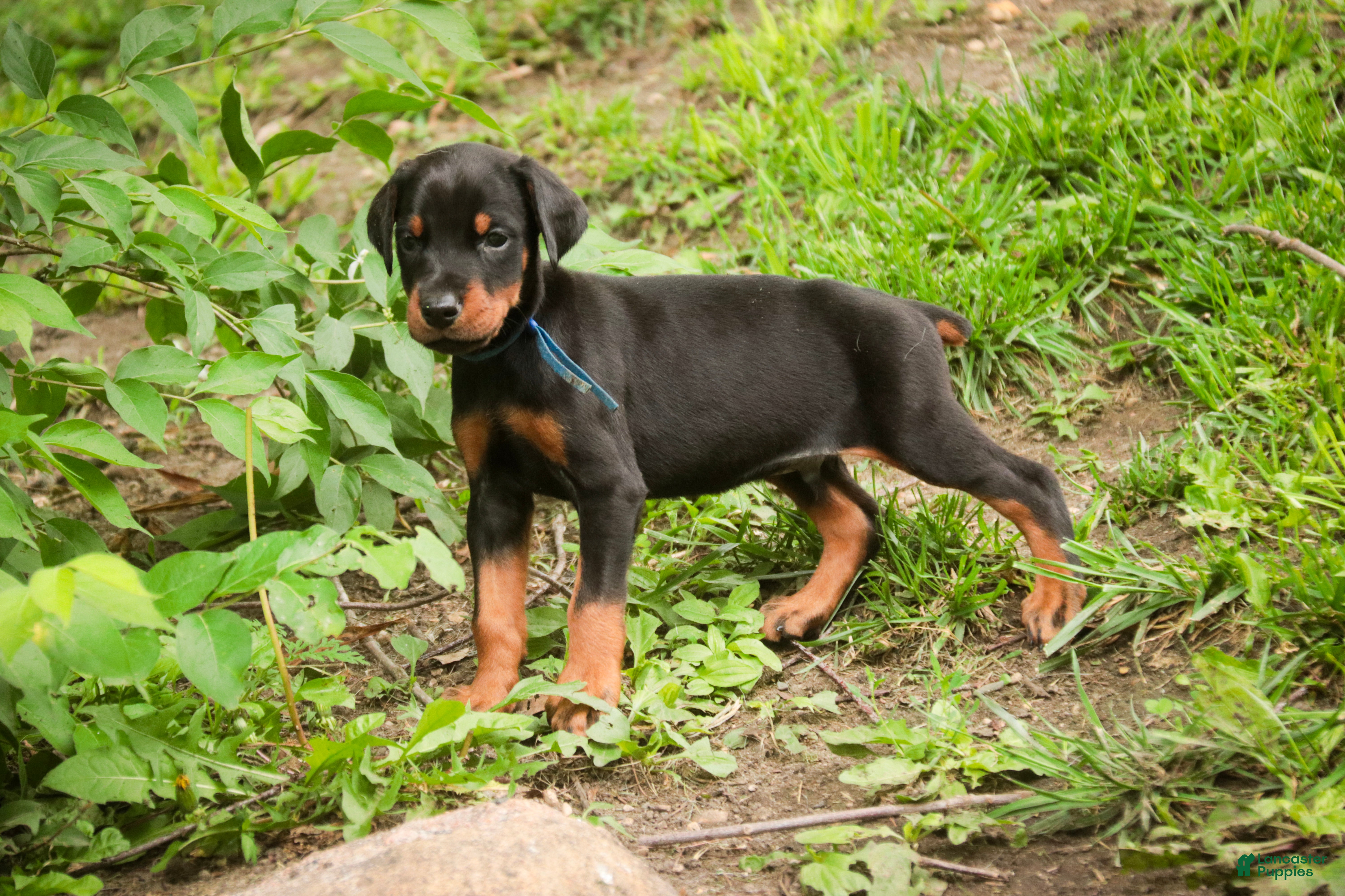 Doberman Pinscher dogs for sale: Malcolm - Ad 9