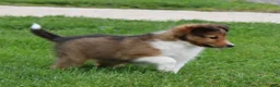 Shetland Sheepdog dogs for sale: Liberity - Ad 4