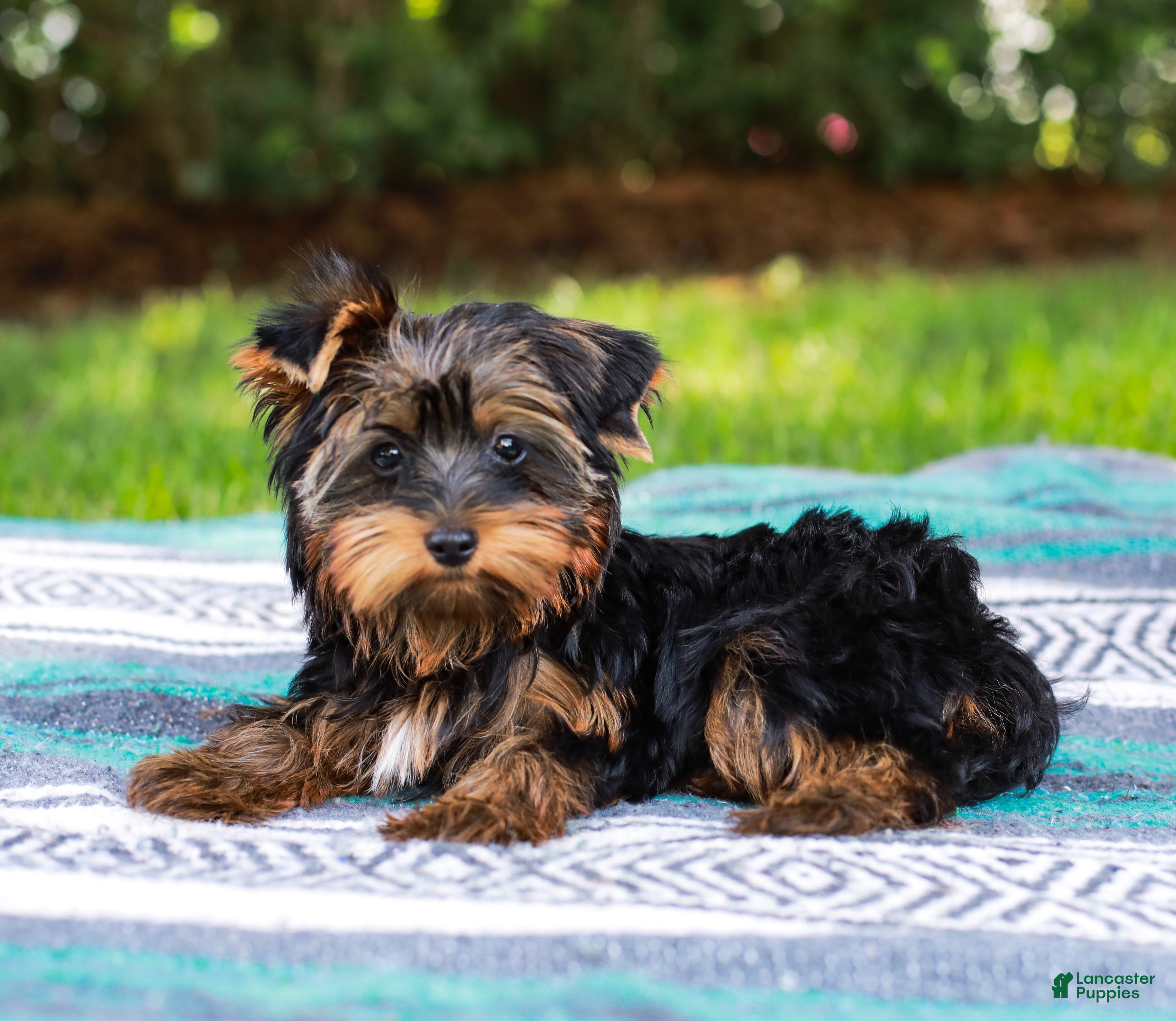 Yorkshire Terrier dogs Gumdrop AKC Champion Bloodline - Ad 1