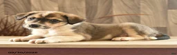 Mixed Breed dogs for sale: Soap Suds - Ad 2