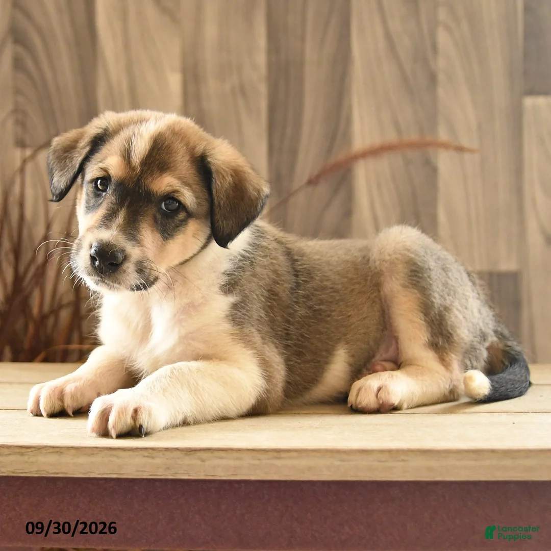 Mixed Breed dogs for sale: Soap Suds - Ad 2