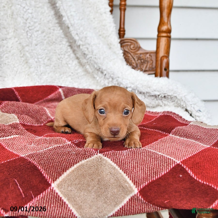 Miniature Dachshund dogs Jackson - Ad 1