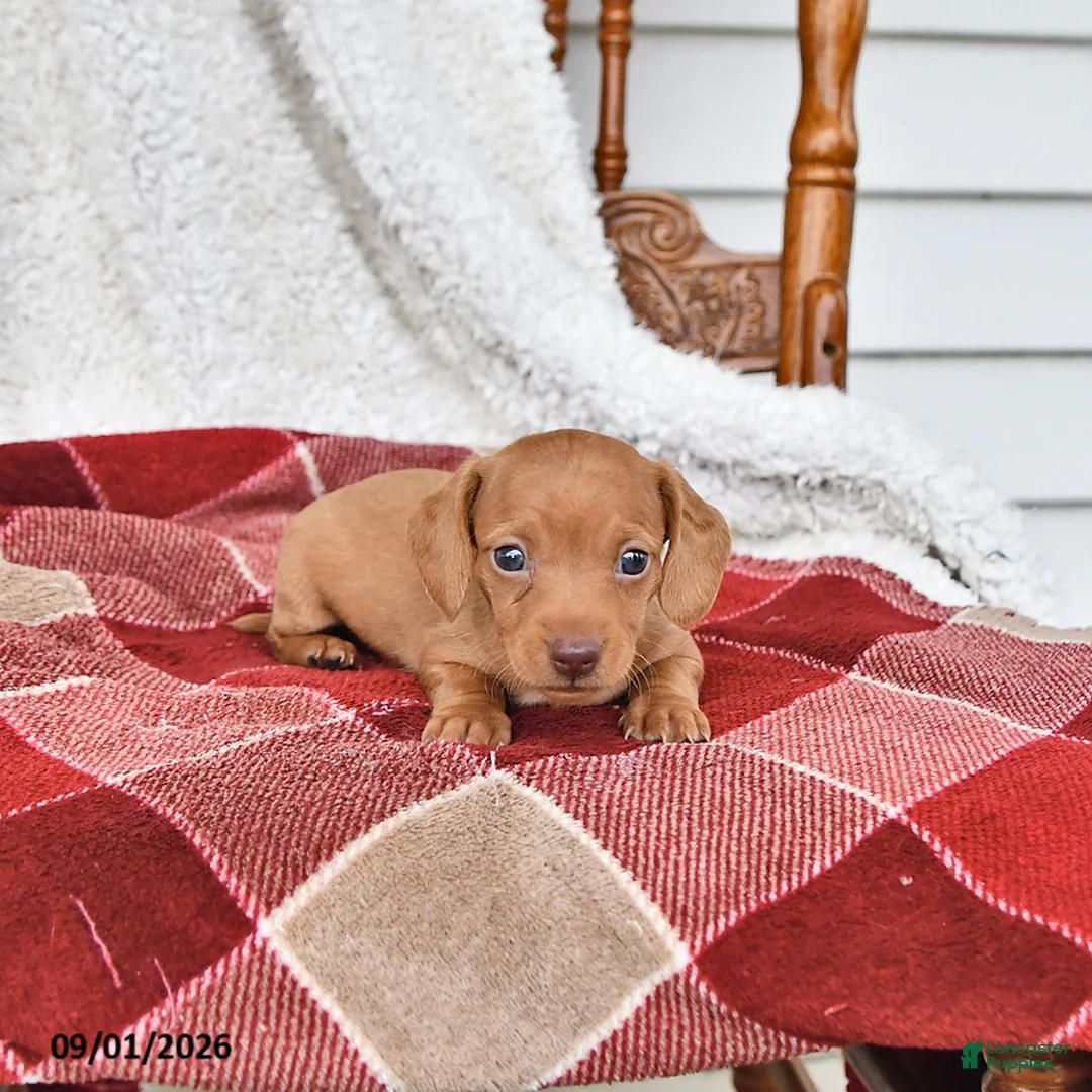 Miniature Dachshund dogs for sale: Jackson - Ad 1