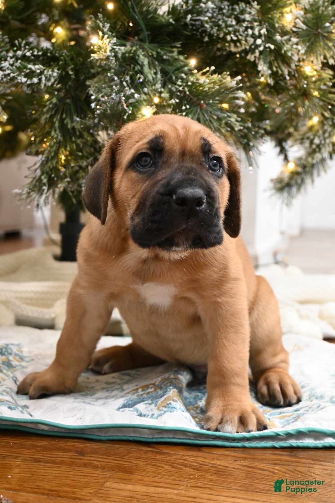 Cane Corso dogs for sale: Cali Jr.  - Ad 2