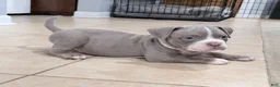 American Bully dogs for sale: American Bully 4 - Ad 3