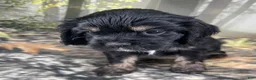 Cockalier dogs for sale: Cockalier 1 - Ad 3