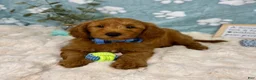 Mini Goldendoodle dogs for sale: Zane - Ad 8