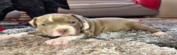 American Bully dogs for sale: "MEG THA STALLION" / LILAC MERLE GENE - Ad 1