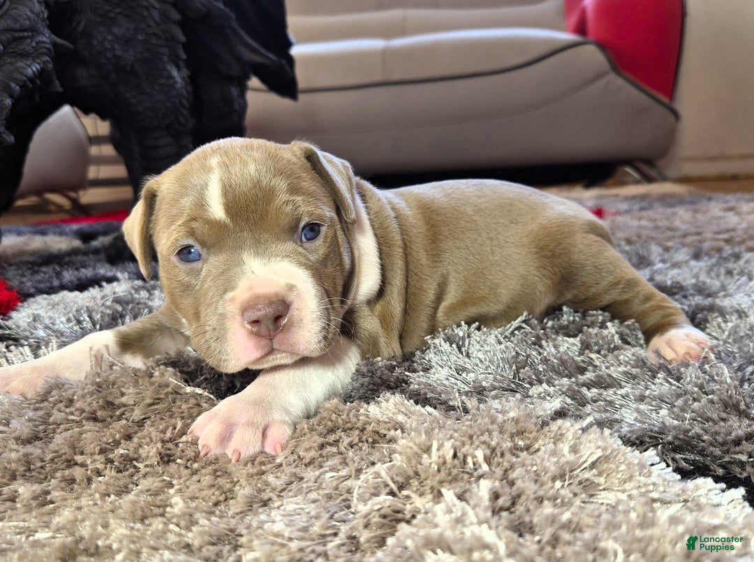 American Bully dogs for sale: "MEG THA STALLION" / LILAC MERLE GENE - Ad 1