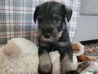 Standard Schnauzer dogs Butters - Ad 1