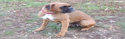 Boxer dogs for stud: Laurel Lila - Ad 4