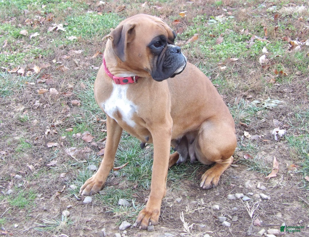 Boxer dogs for stud: Laurel Lila - Ad 4