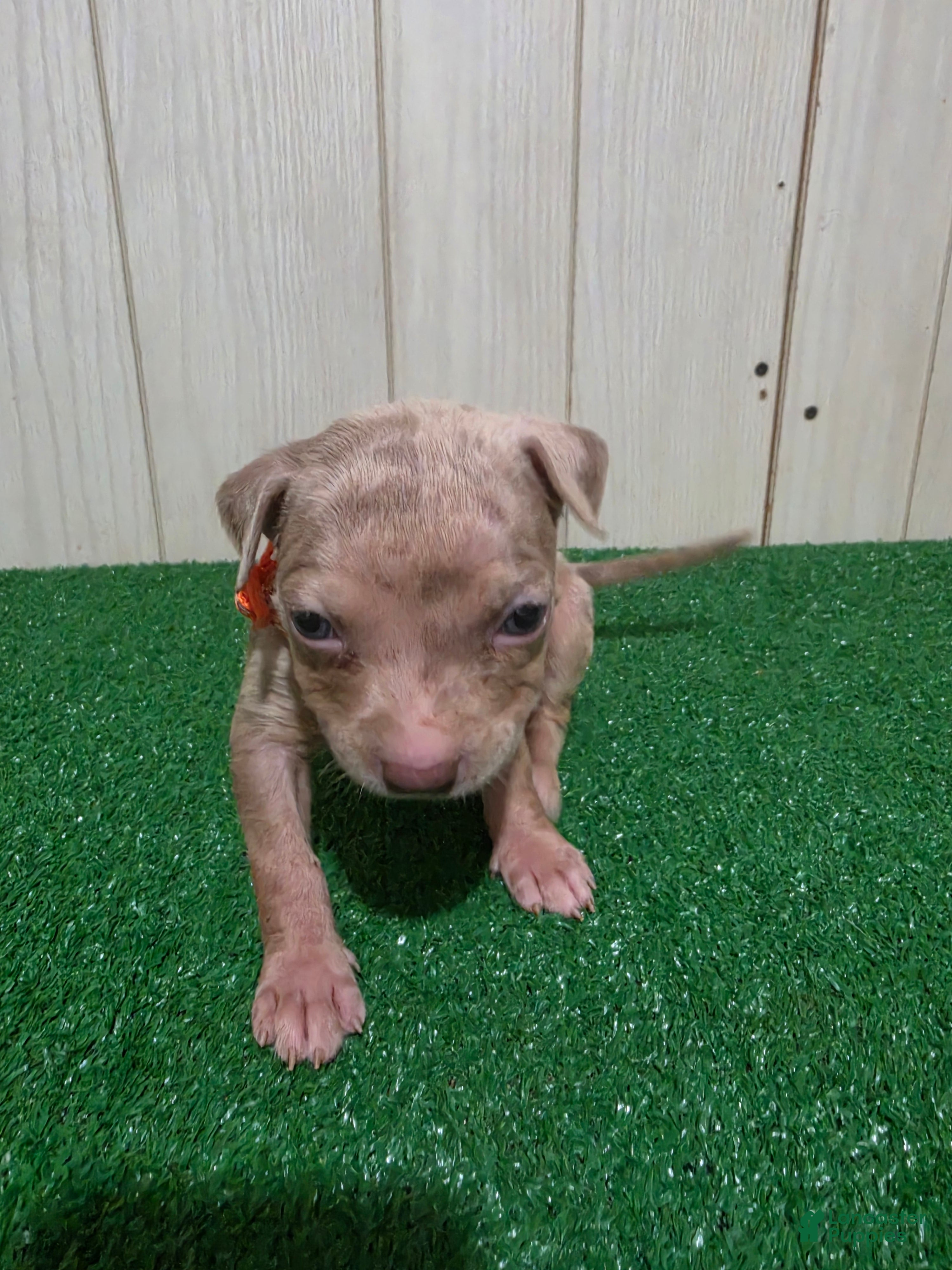American Bully dogs for sale: American Bully XL Puppy 8 (Orange Collar) - Ad 4