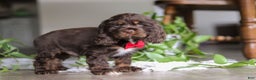 Cocker Spaniel dogs for sale: Luca - Ad 6
