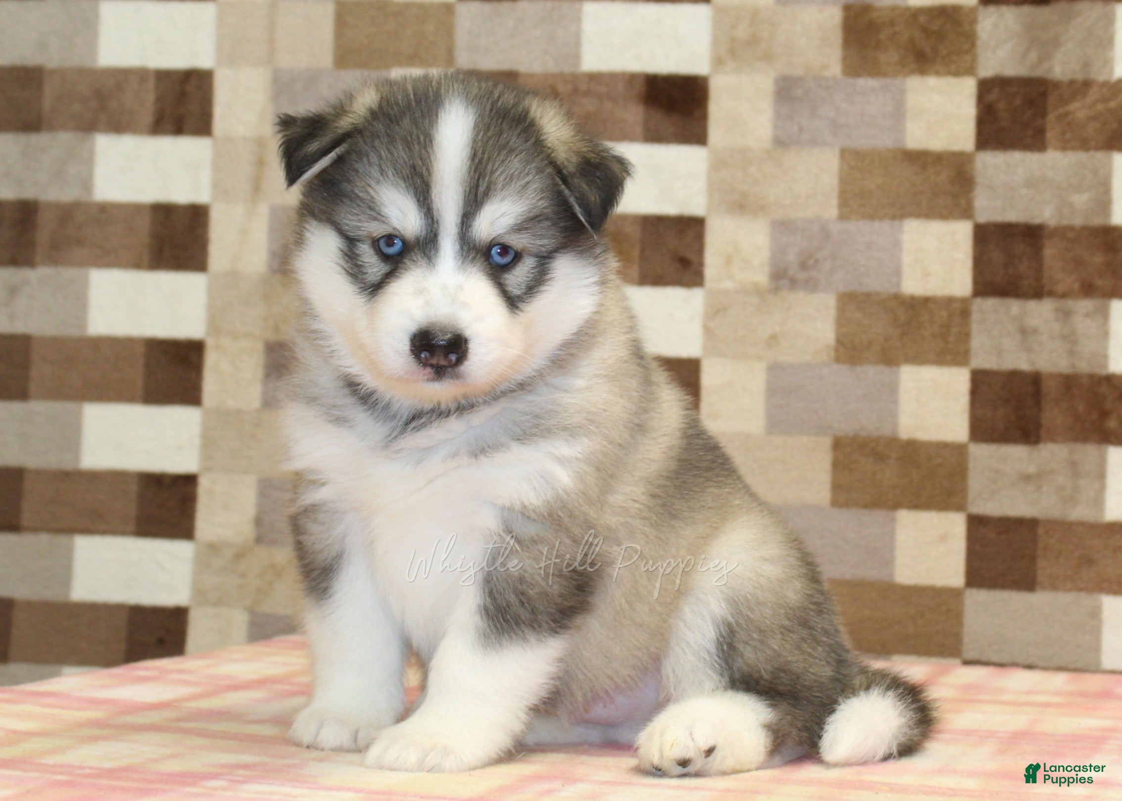 Pomsky dogs Wrigley - Ad 1