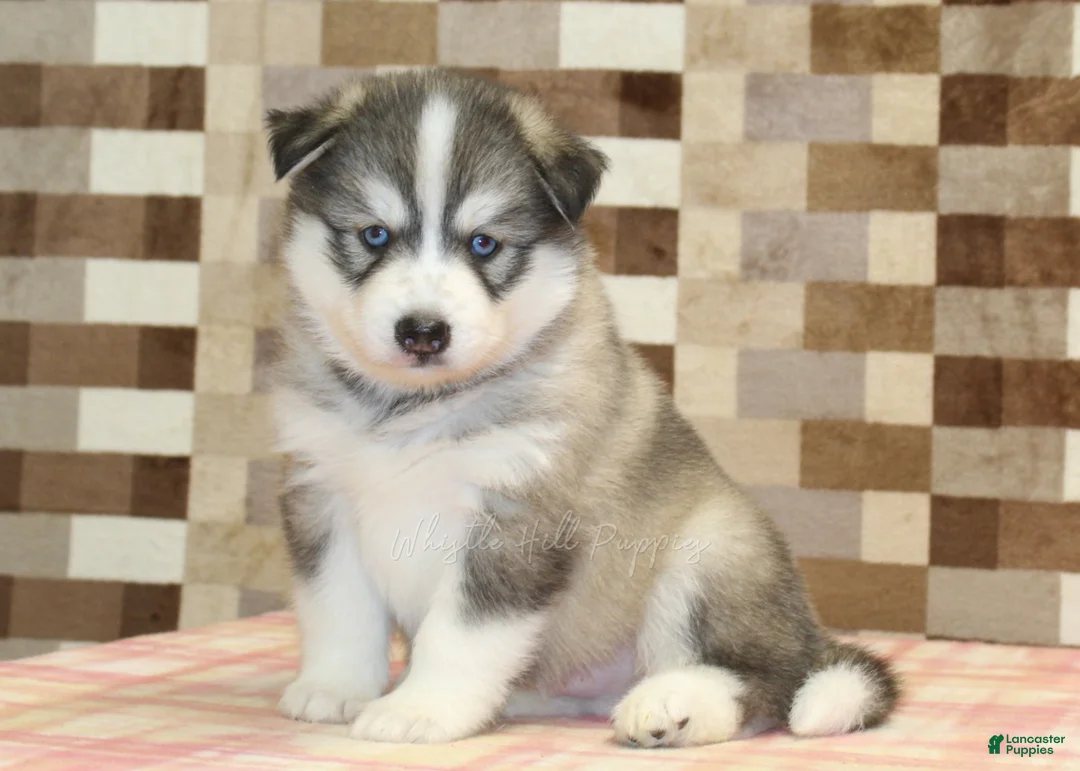 Pomsky dogs for sale: Wrigley - Ad 1