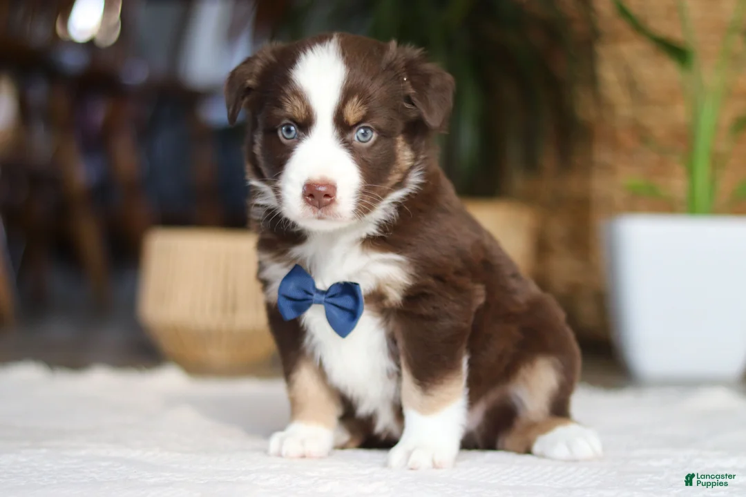 Australian Shepherd dogs for sale: Kicks - Ad 1