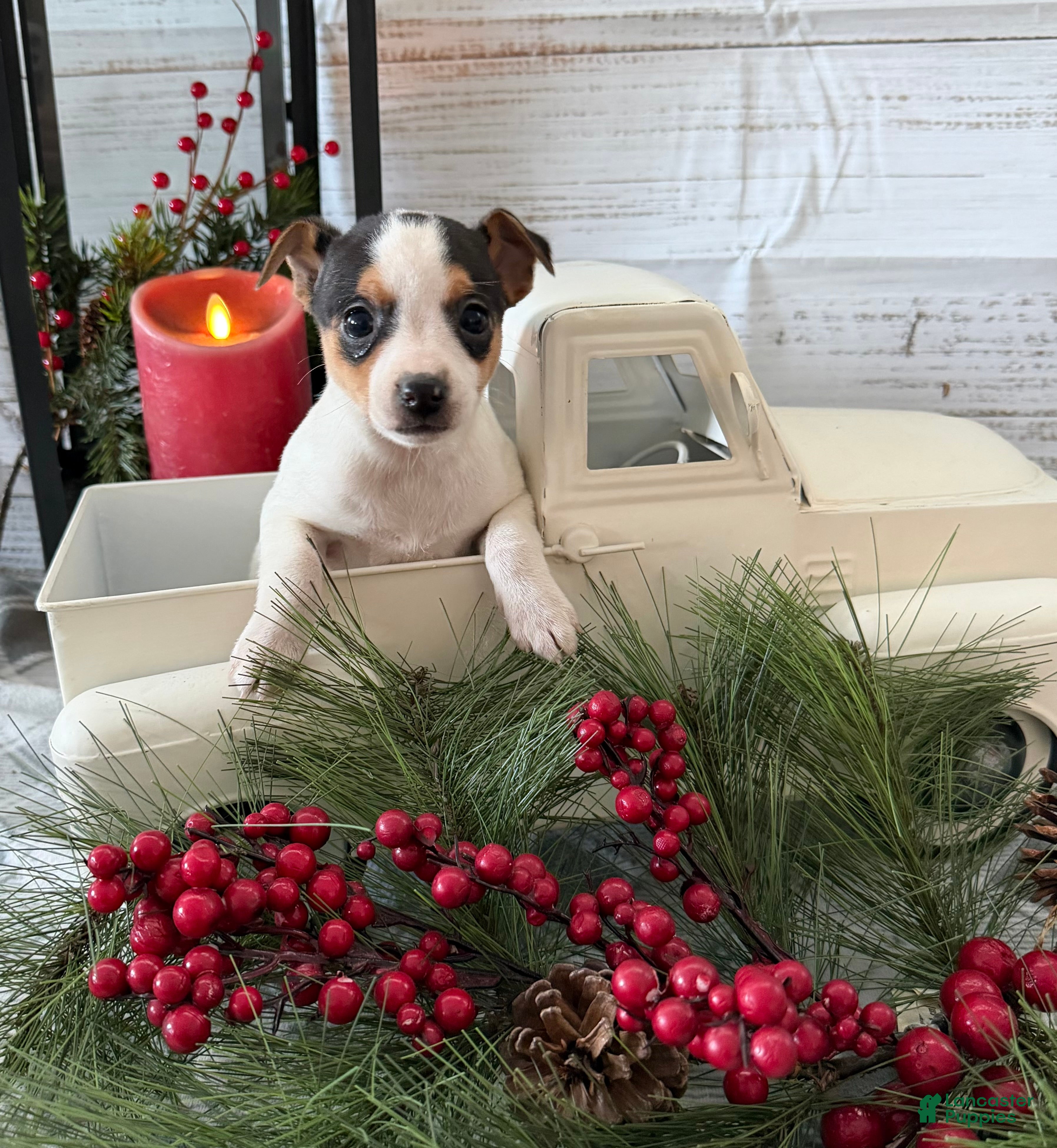 Toy Fox Terrier dogs Taffy - Ad 7