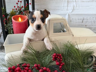 Toy Fox Terrier dogs Taffy - Ad 8