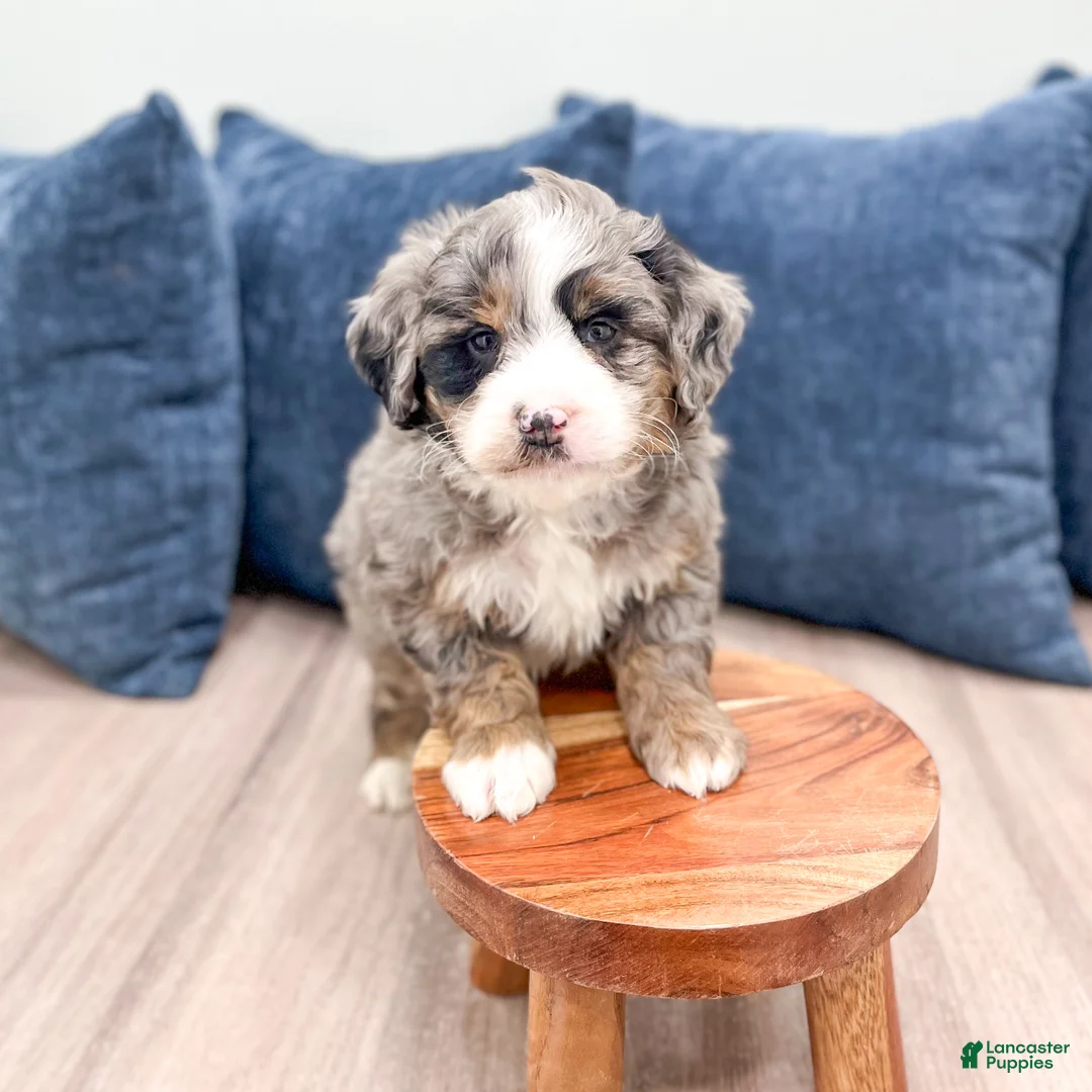 Mini Bernedoodle dogs for sale: Harley - Ad 2