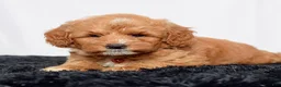 Mini Goldendoodle dogs for sale: Mr. Lionel - Ad 7