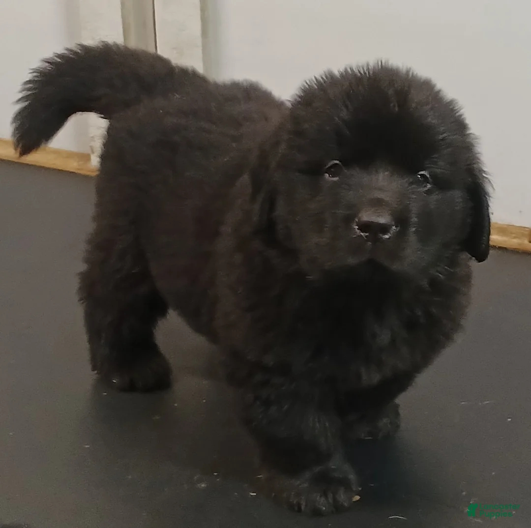 Newfoundland dogs for sale: Sadie - Ad 2
