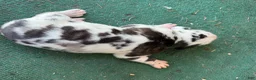 Great Dane dogs for sale: Male pup - Ad 6