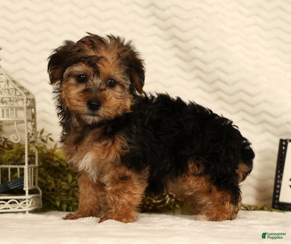 Yorkiepoo dogs Dolly - Ad 1