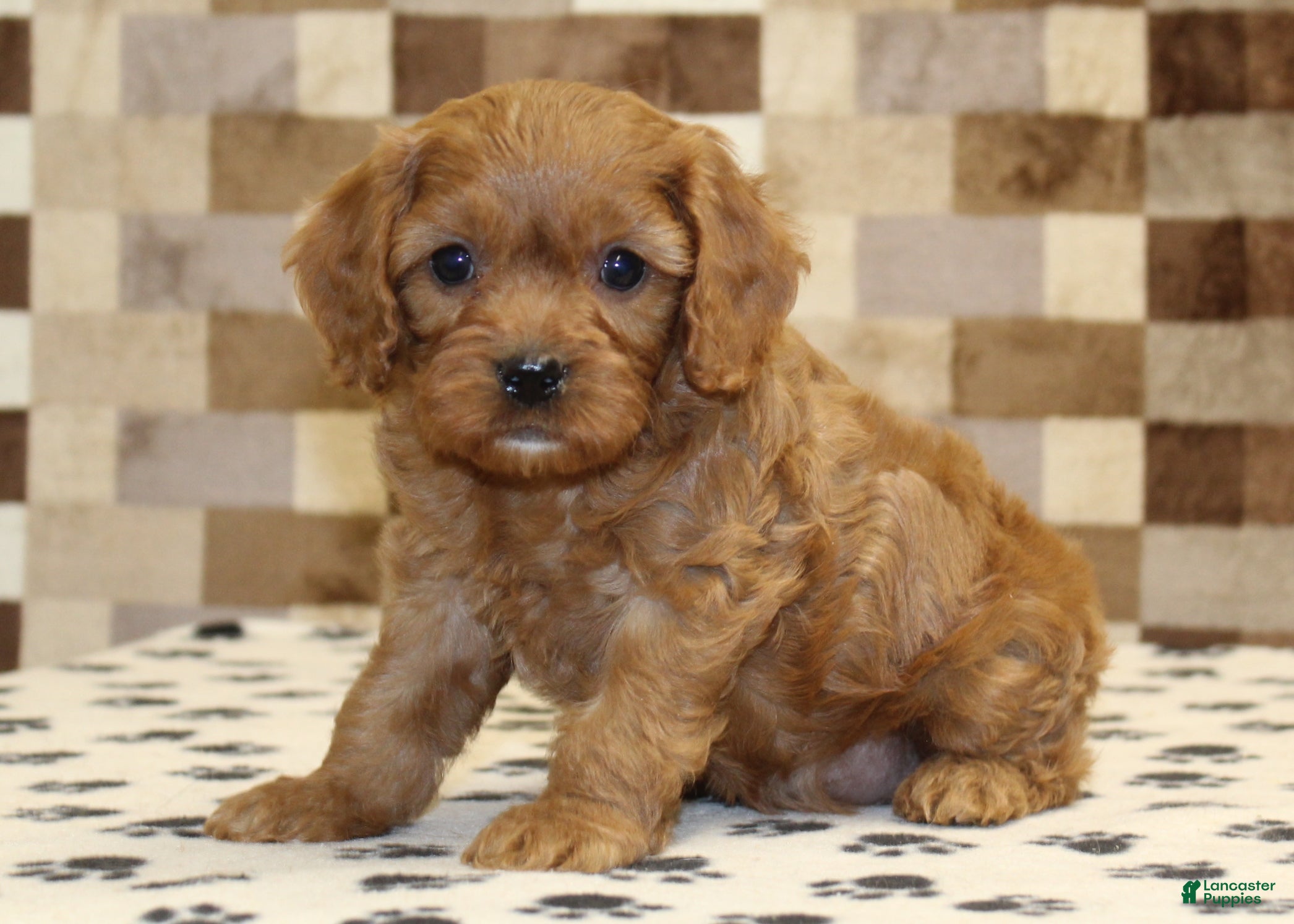Cavapoo dogs Ellie - Ad 9