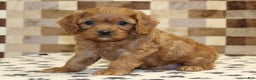 Cavapoo dogs for sale: Ellie - Ad 1