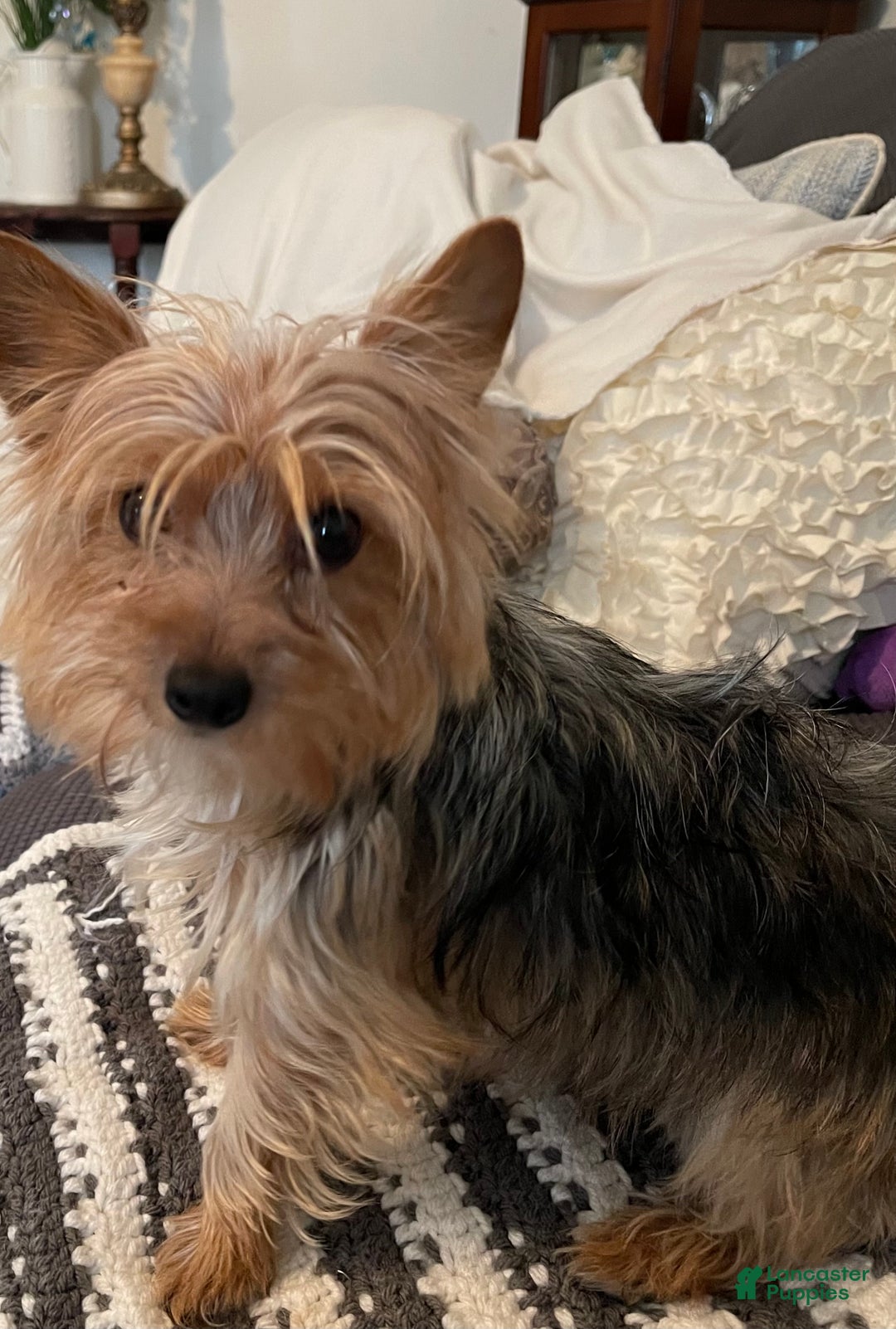 Yorkshire Terrier dogs for sale: Yorkshire Terrier Puppy 1 - Ad 4