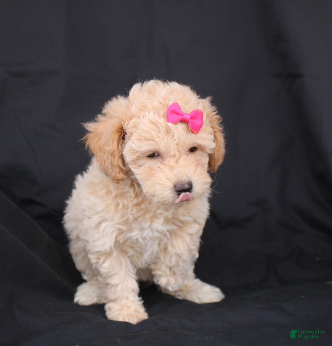 Bichpoo dogs for sale: Penny - Ad 2