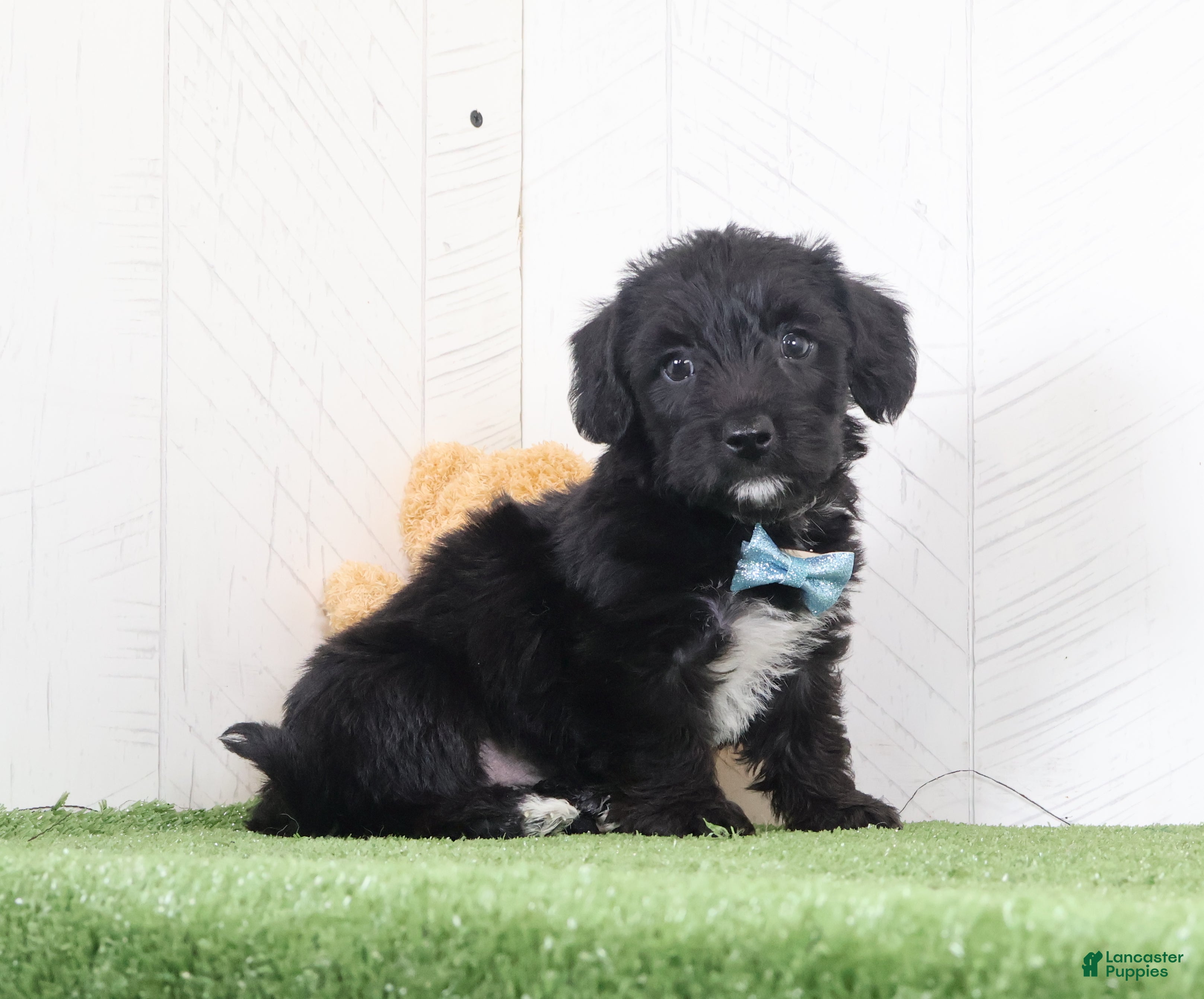 Yochon dogs for sale: Pepper - Ad 1